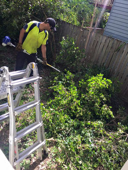 dale hedging