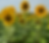 Healthy Sunflowers