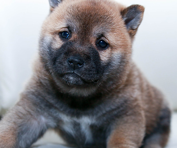 Day puppy collect and train
