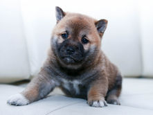 Young puppy with separation anxiety