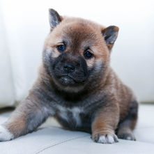 Nibbling in puppies