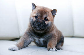 chiot