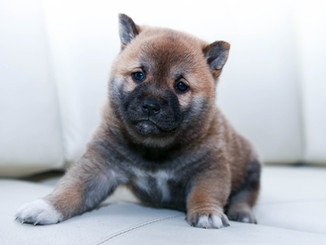 Puppy