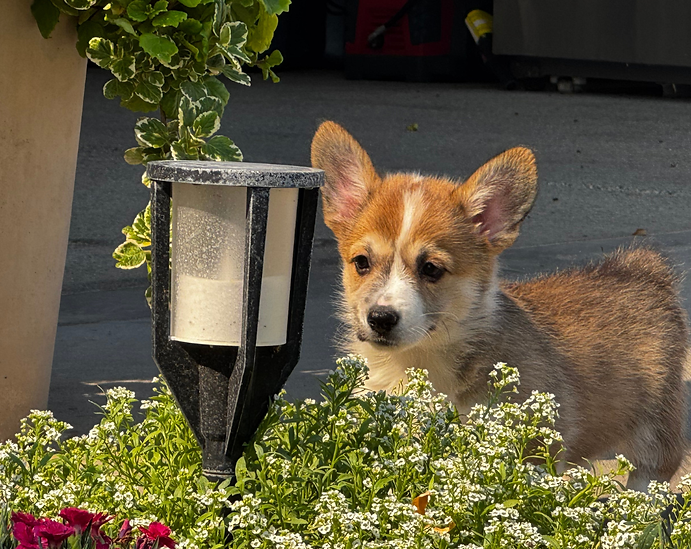 IVY 8 weeks .png
