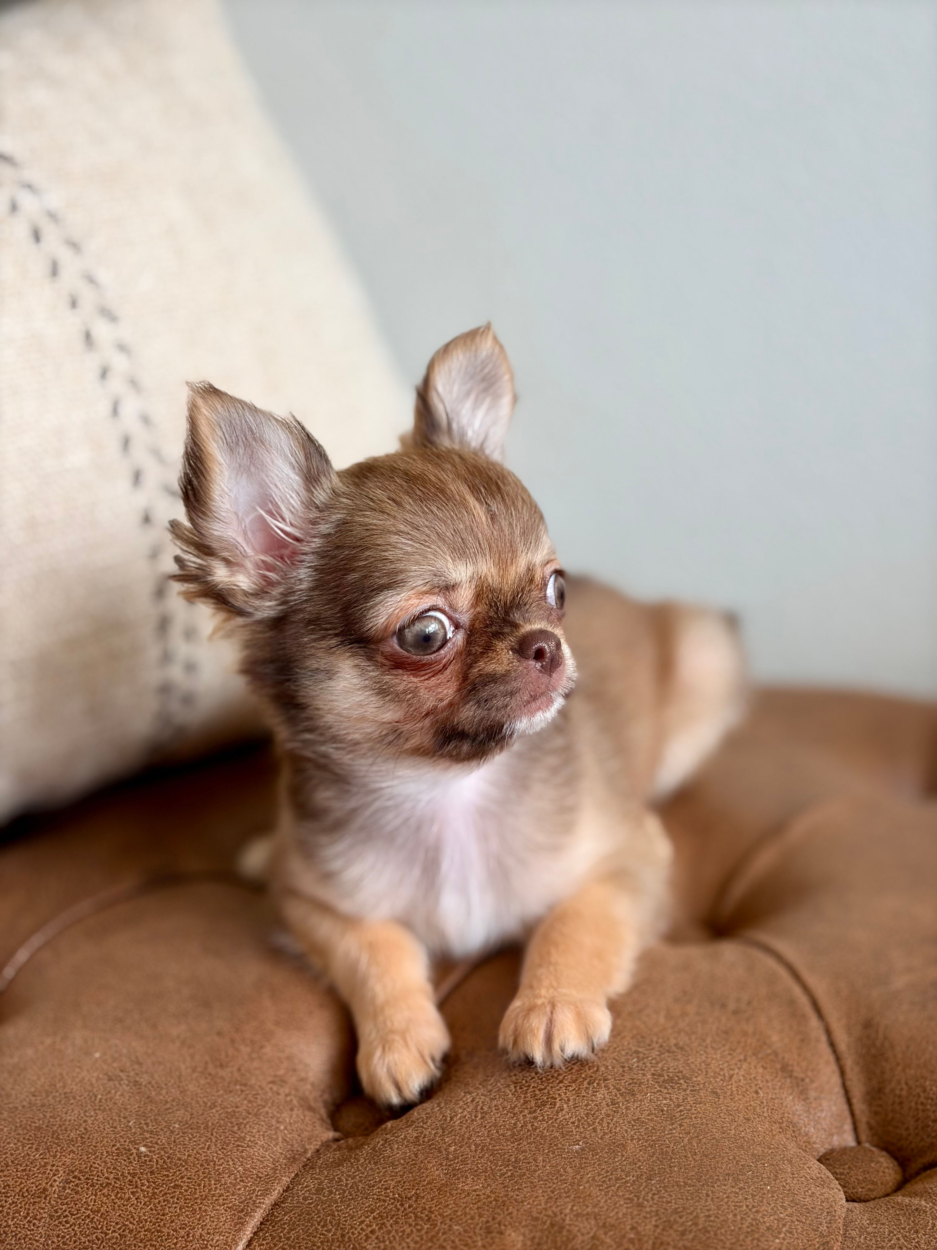 Anastasia - Female Chihuahua