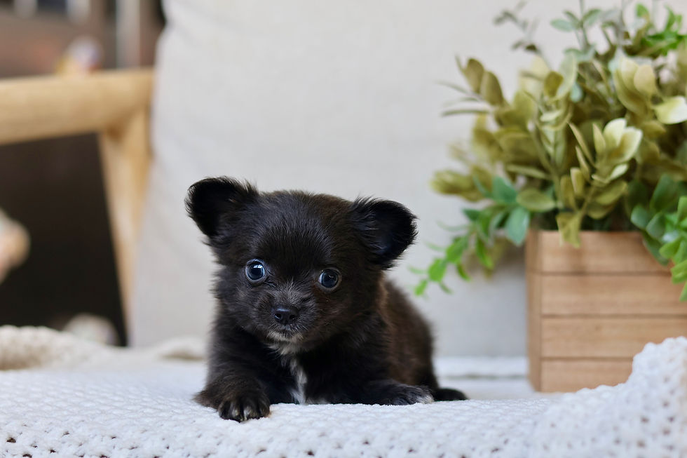 Thumbnail: Bowie - Male Chihuahua 