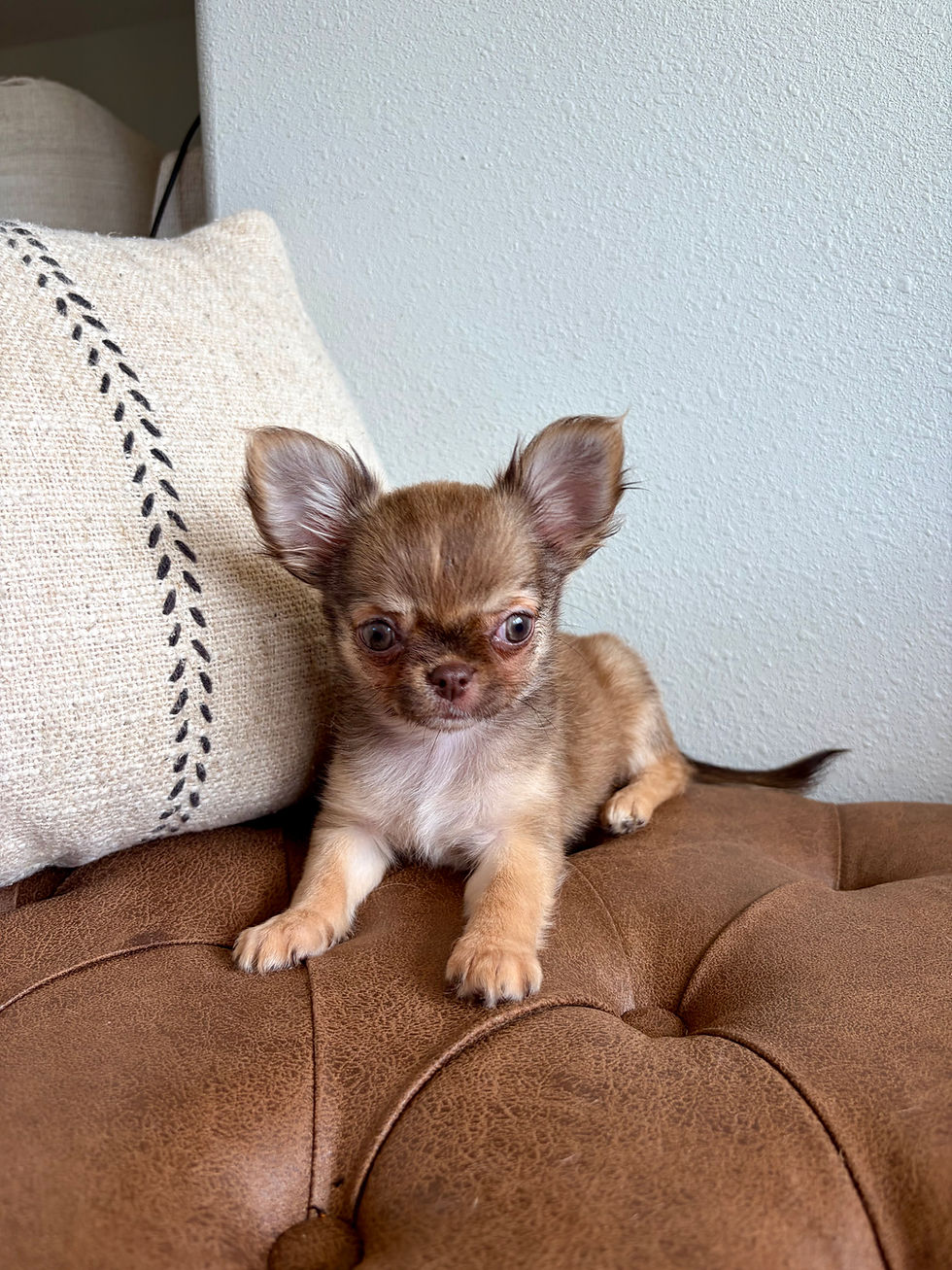 Thumbnail: Anastasia - Female Chihuahua 