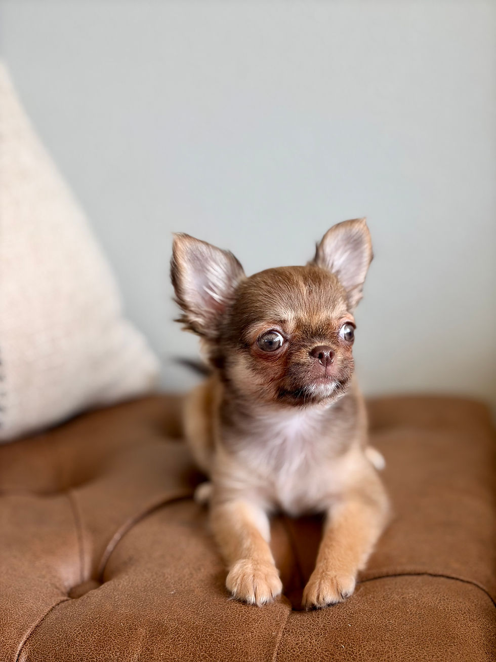 Thumbnail: Anastasia - Female Chihuahua 