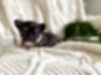 Thumbnail: Maya - Female Chihuahua 