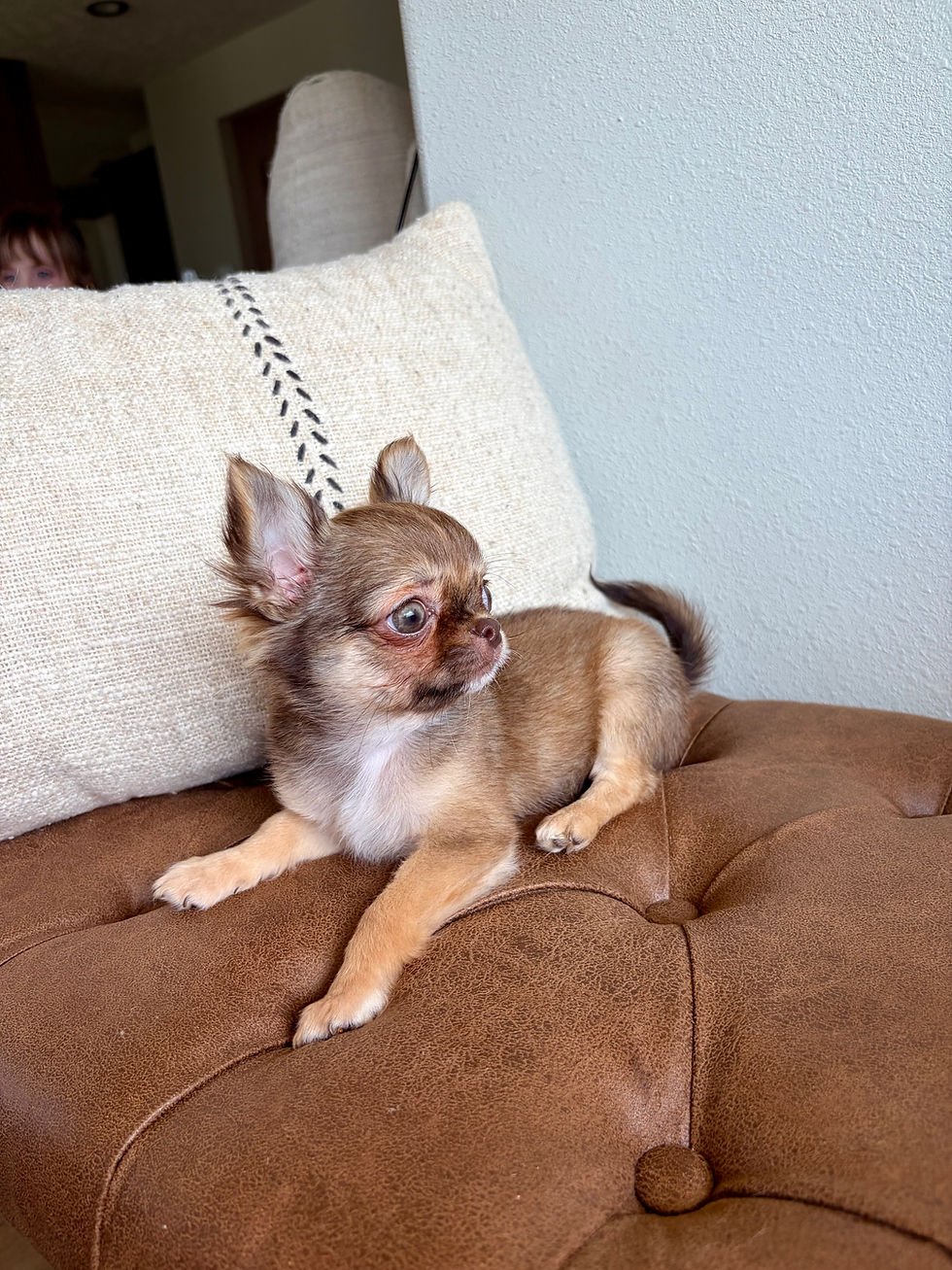 Thumbnail: Anastasia - Female Chihuahua 