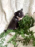 Thumbnail: Maya - Female Chihuahua 