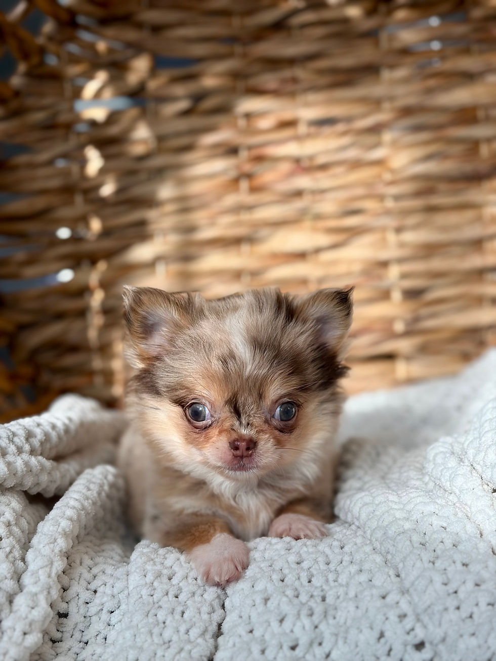 Thumbnail: Bliss - Female Chihuahua 