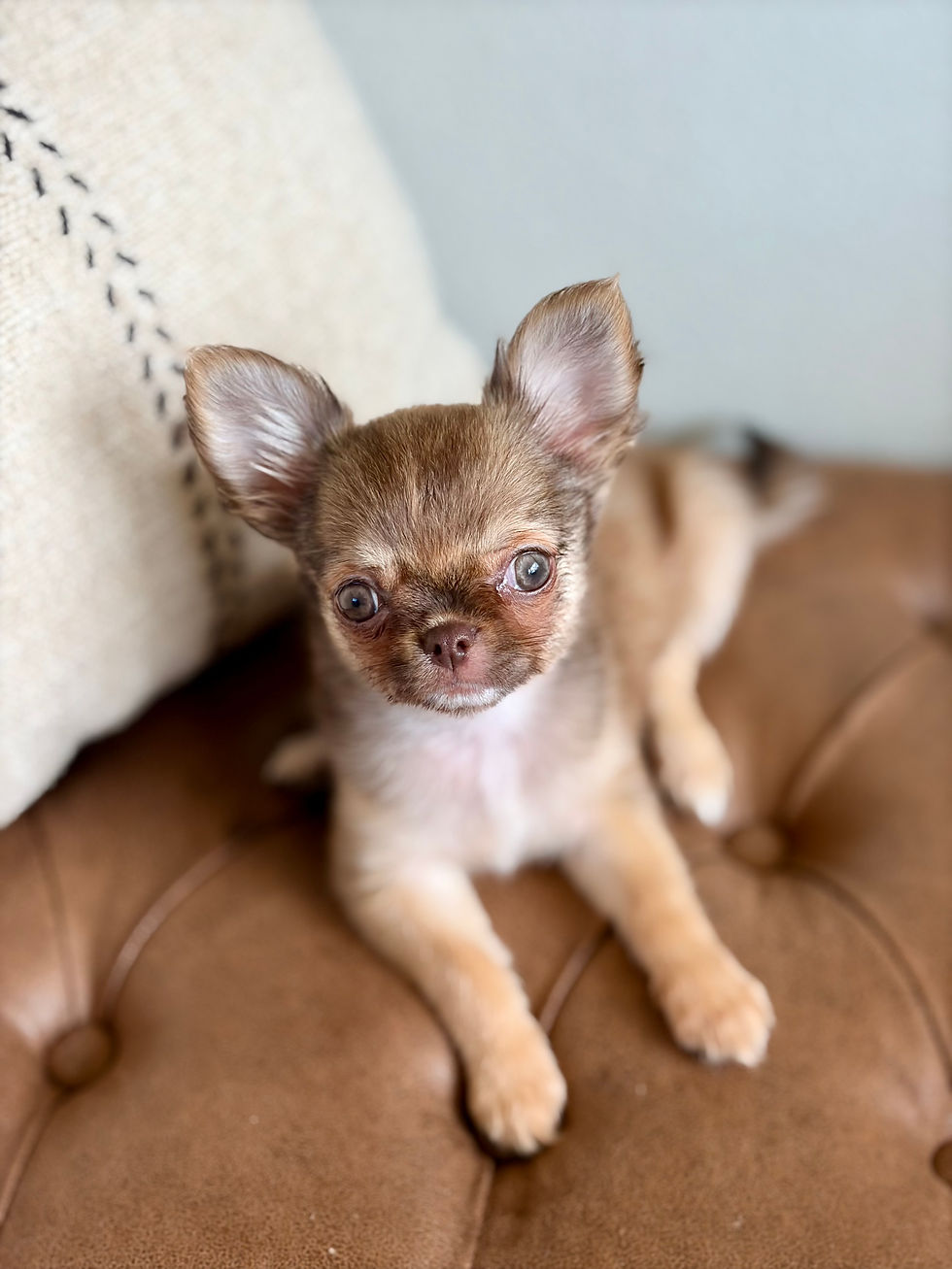 Thumbnail: Anastasia - Female Chihuahua 