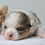 Thumbnail: Violet - Female Chihuahua 