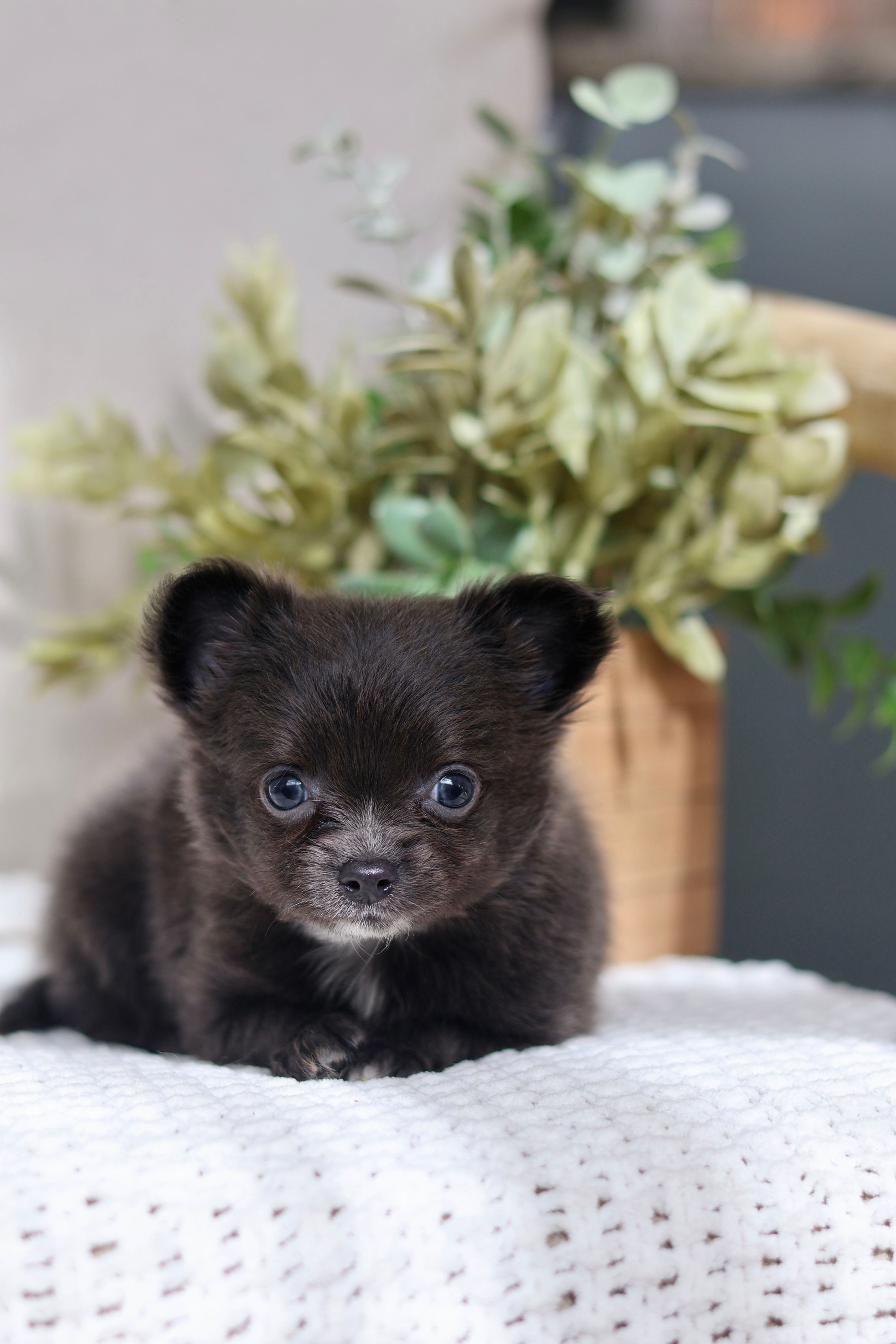 Bowie - Male Chihuahua 