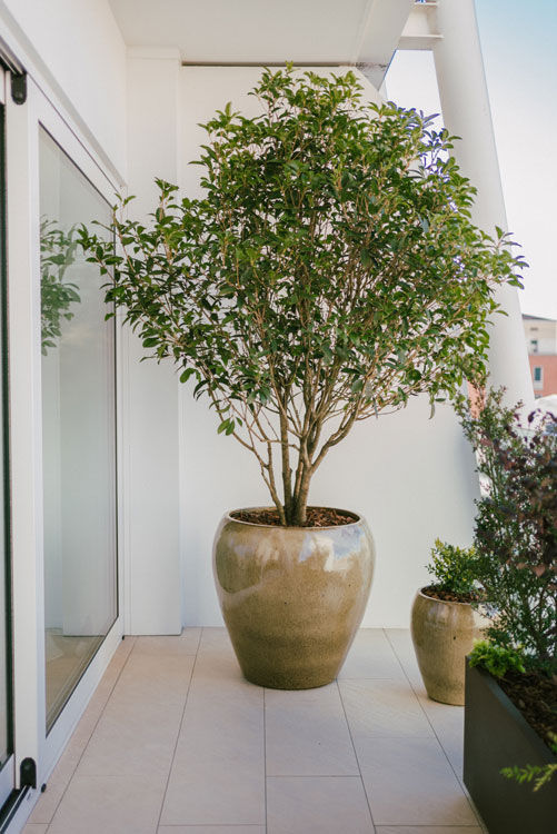 Albero-in-vaso-in-terrazzo.jpg