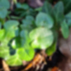 Vorfrühling im Niddapark: Erste frische Kräuter und Pilze der kalten Jahreszeit