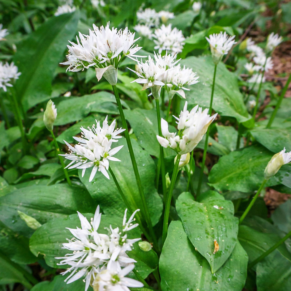 Natur after work: Frühlings-Spaziergang zum Feierabend im Niedwald