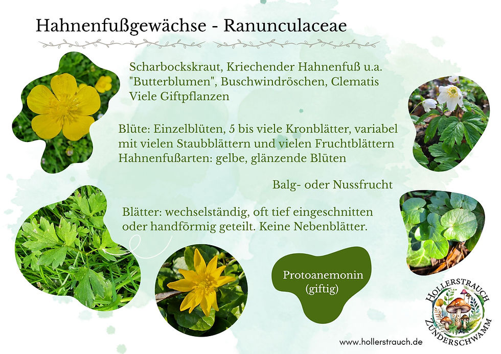 Hahnenfußgewächse