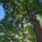 Waldführung in Oberursel (Taunus): Kräuter, Bäume, Pilze