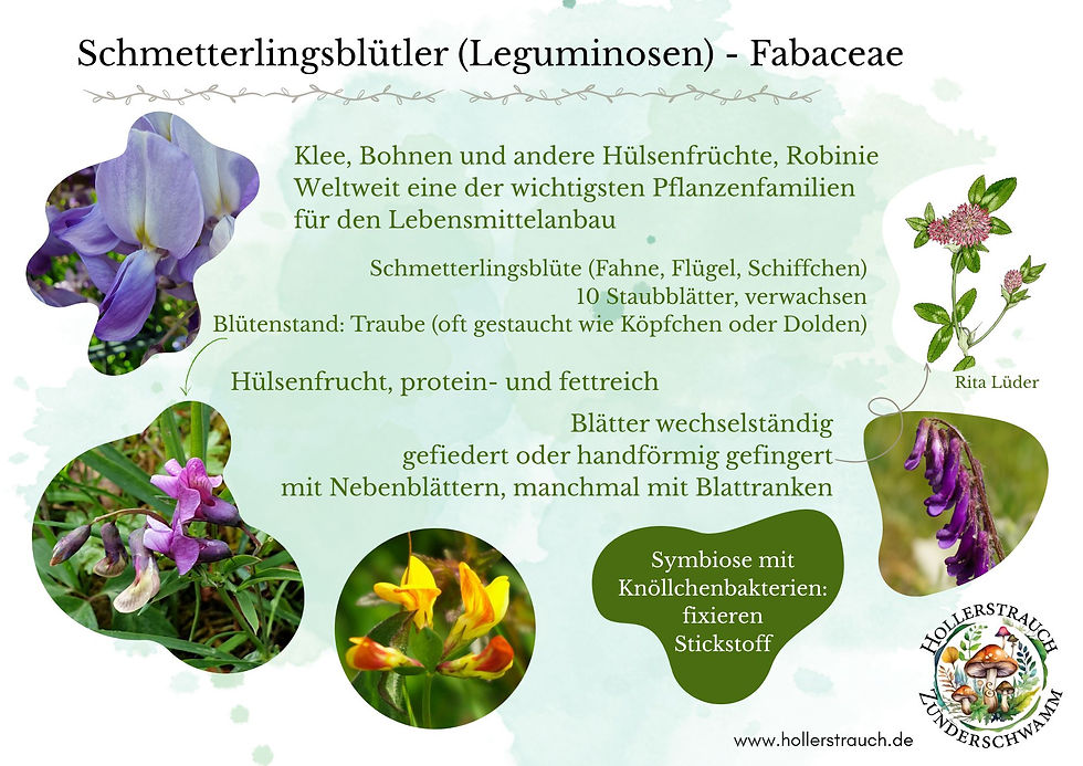 Schmetterlingsblütler