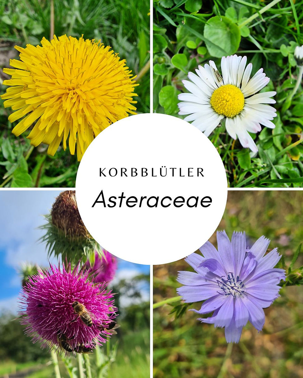 Korbblütler - Asteraceae