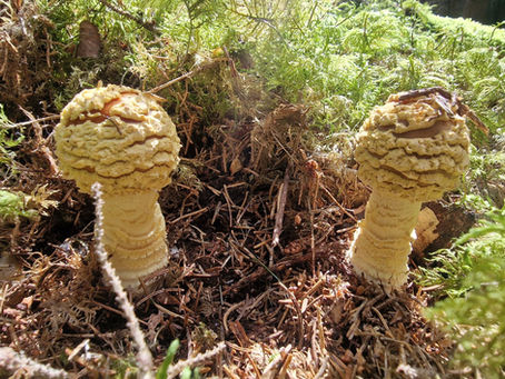 Bayerischer Wald: Feldmykologie bei Peter Karasch