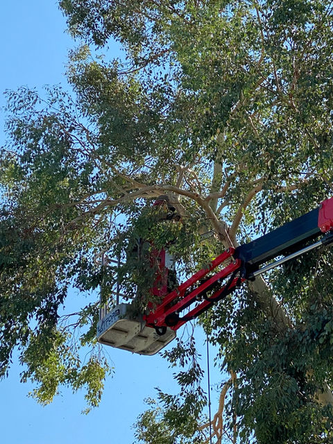 Leon's Tree Service gallery 9