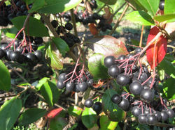 Aronia Berries
