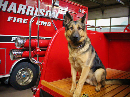 Harrison Fire Department Adds K9 Unit to Support Community Safety and Team Wellness