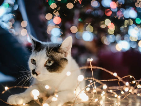 20231126貴方に憧れて~の方へお返事