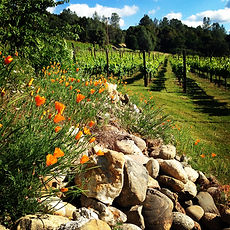 Ayrael Vieux Vineyard