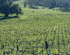 Burning Oak Vineyard