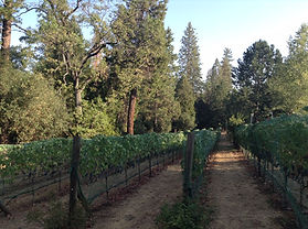 Bissell Family Vineyard