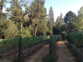 Bissell Family Vineyard