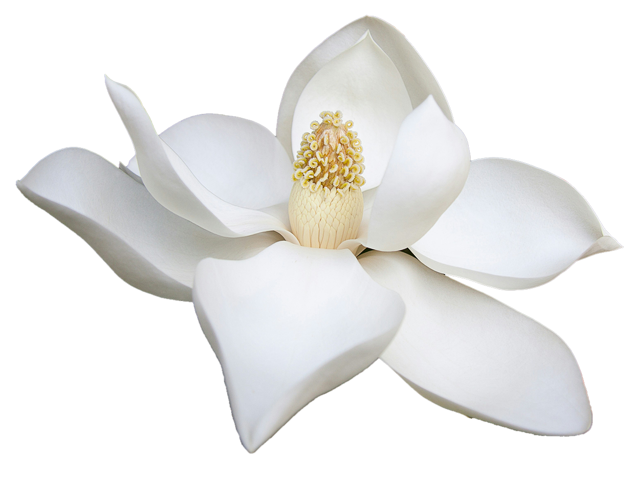 lotus.png