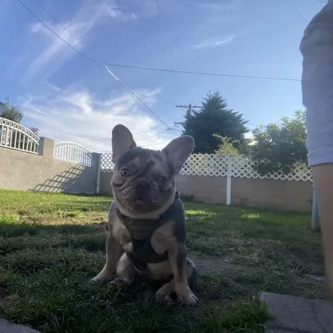 French Bulldog sitting outside and enjoying a sunny day
