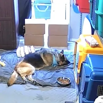 Dog resting comfortably in a cozy sleeping area at The K9 Hangout
