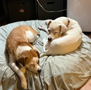 Two dogs resting together during a peaceful boarding stay