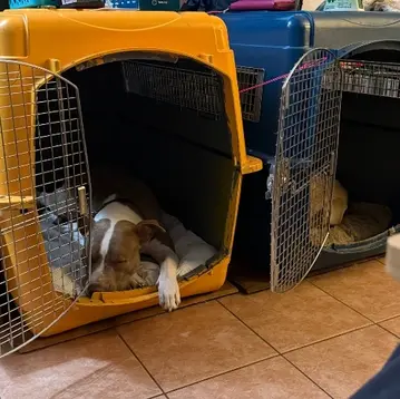 Dog resting inside a clean and comfortable boarding kennel