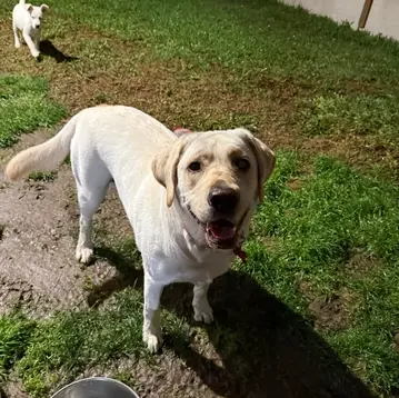 Labrador enjoying outdoor playtime in the yard at The K9 Hangout