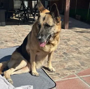 German Shepherd enjoying outdoor relaxation at The K9 Hangout