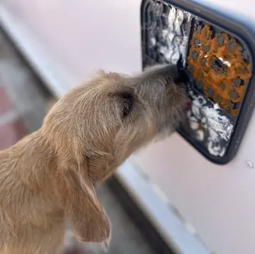 Terrier engaged in a lick mat enrichment activity during supervised dog daycare.