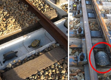 12 Amazing Animal Bridges Across The World That Save Thousands Of Animals From Dying