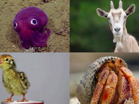 Top 10 awesomely odd animal stories of 2016