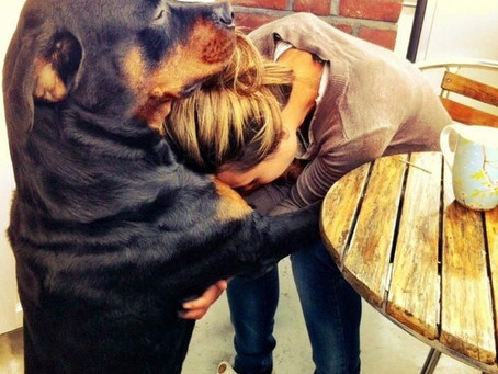 21 Reasons You Should Be Thankful For Your Dog