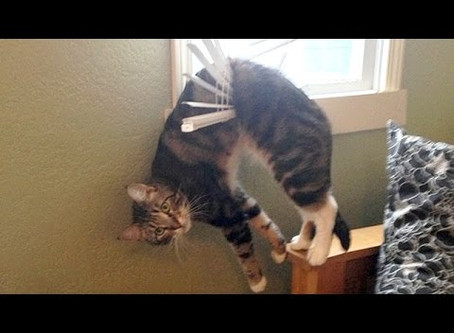 Wacky Wednesday - Meow Edition