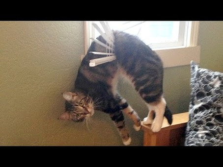Wacky Wednesday - Meow Edition