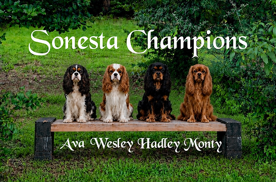 Sonesta Champions Cavalier Spaniels