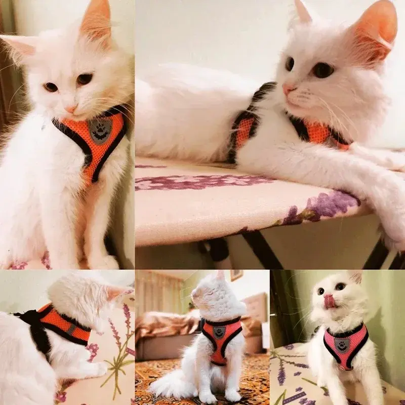 Thumbnail: Adjustable Mesh Vest for Comfortable, Tug-Free Walks